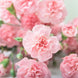 Carnation 'La France' Seeds