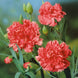 Carnation 'Orange Sherbet' Seeds