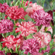 Carnation 'Picotee Mix' Seeds