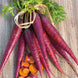 Carrot 'Cosmic Purple' Seeds