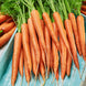 Carrot 'Little Finger' Seeds