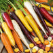 Carrot 'Rainbow Blend' Seeds