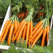 Carrot 'Tendersweet' Seeds