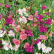 Clarkia 'Mixed' Seeds