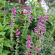 Salvia 'Pink Sundae' Seeds