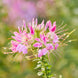 Cleome 'Cherry Queen' Seeds