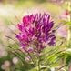 Cleome 'Mauve Queen' Seeds