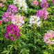 Cleome 'Mixed Colors' Seeds