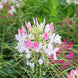 Cleome 'Sparkler Blush' Seeds