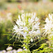 Cleome 'White Queen' Seeds
