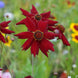 Coreopsis 'Amulet' Seeds