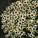 Coreopsis 'Cream Red' Seeds