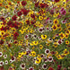 Coreopsis 'Dwarf Mix' Seeds