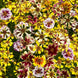 Coreopsis 'Sea Shells Mix' Seeds