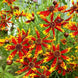 Coreopsis 'Radiana Tigrina' Seeds