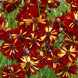 Coreopsis 'Roulette' Seeds