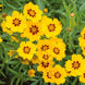 Coreopsis 'Sterntaler' Seeds