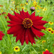 Coreopsis 'Tall Red' Seeds