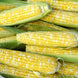 Corn 'Bilicious' Seeds