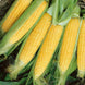 Corn 'Golden Beauty' Seeds