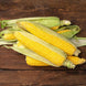 Corn 'Jubilee' Seeds