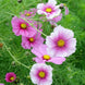 Cosmos 'Daydream' Seeds
