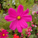 Cosmos 'Dazzler' Seeds