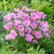 Cosmos 'Rose' Seeds