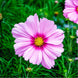 Cosmos 'Gloria' Seeds