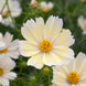 Cosmos 'Lemonade' Seeds