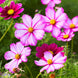 Cosmos 'Picotee' Seeds