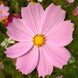 Cosmos 'Pinkie' Seeds