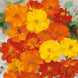 Cosmos 'Polidor Mix' Seeds