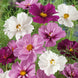 Cosmos 'Psyche Mix' Seeds