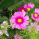 Cosmos 'Radiance' Seeds