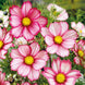 Cosmos 'Red Stripe' Seeds