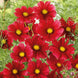 Cosmos 'Rubenza' Seeds