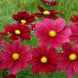Cosmos 'Rubinato' Seeds