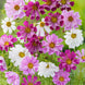 Cosmos 'Seashells Mix' Seeds