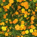 Cosmos 'Sulphur Carpet Mix' Seeds