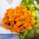 Cosmos 'Crest Orange' Seeds