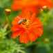 Cosmos 'Crest Red' Seeds