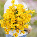 Cosmos 'Crest Gold' Seeds