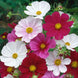 Cosmos 'Versailles Tetra Mix' Seeds