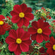 Cosmos 'Versailles Tetra Red' Seeds