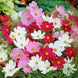 Cosmos 'Sensation Mix' Seeds