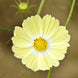 Cosmos 'Xanthos' Seeds