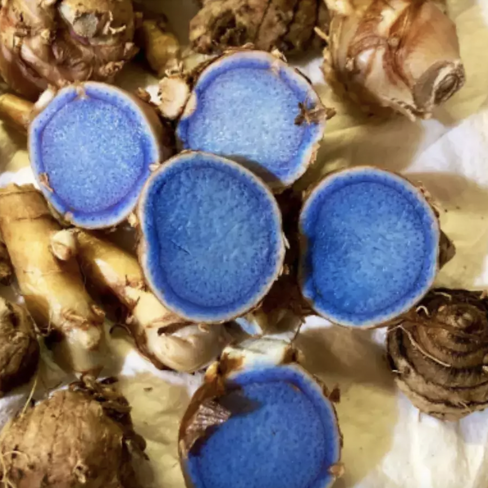 Black Turmeric Fresh Rhizomes - Curcuma caesia 100 Gram – Garden Mithra