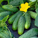 Cucumber 'Boston Pickling' Seeds