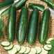 Cucumber 'Long Green' Seeds
